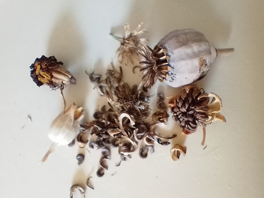 Hoe je zaad oogst van eenjarige&nbsp;planten