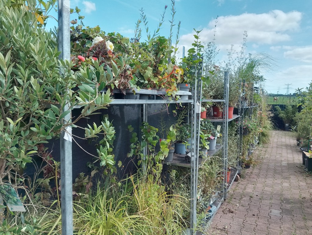 Vier tips om slim goedkope planten aan te&nbsp;schaffen