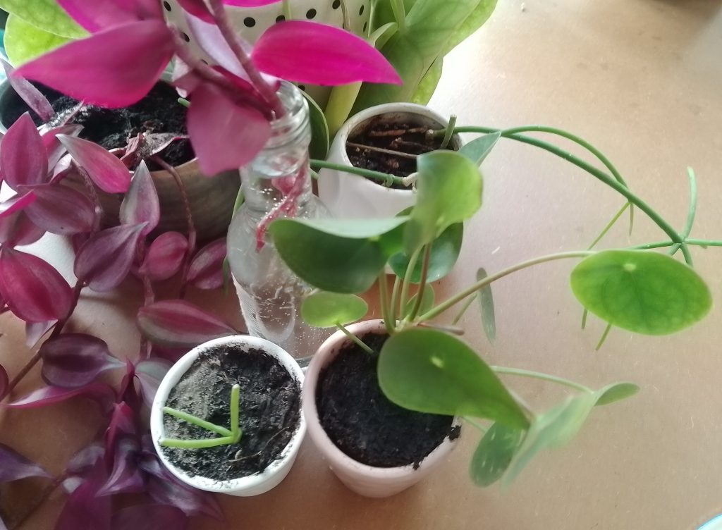 Zo stek je&nbsp;kamerplanten